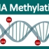DNA甲基化 | 什么是 DNA 甲基化，为什么它很重要？
