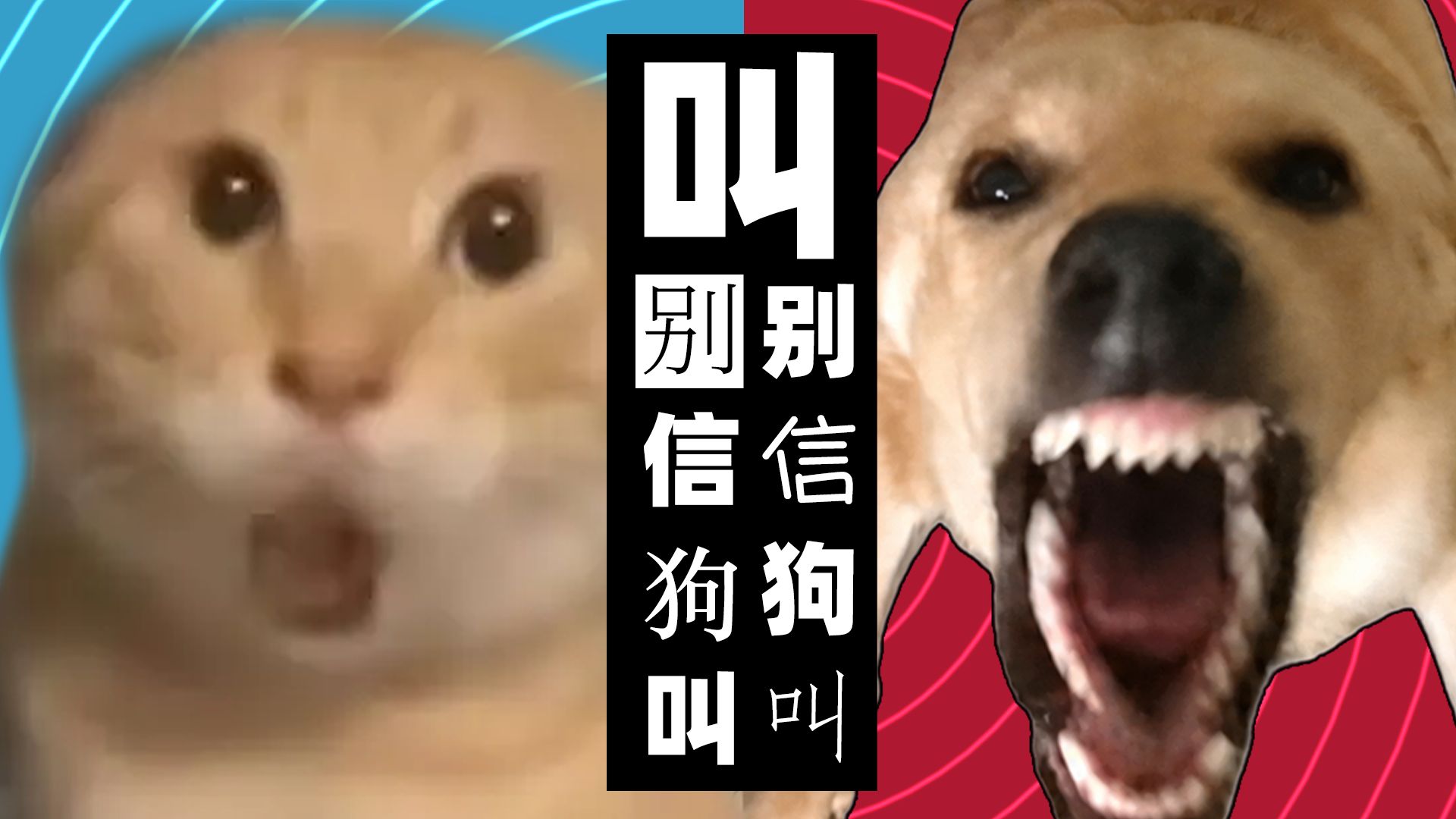 ⚡ 别 信 狗 叫 ⚡