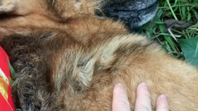 猪吃饭发出声音 4ae209b1fc931550bf12a09ea20e939ac967b473.jpg@280w_158h_1c_100q.jpg