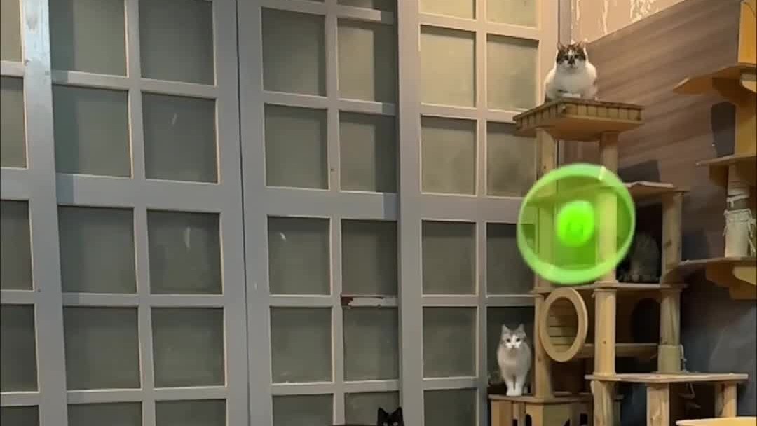 当飞镖枪遇到一只傻猫！！