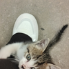 回家过元旦，发现妈妈养了一只巨可爱的小猫猫，真的太可爱了！怎么会有这么可爱的小猫咪