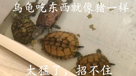 乌龟的视频儿童 4aeb70dae0dd35785bf23edbdcfa4d4cc1e0667c.jpg@280w_158h_1c_100q.jpg