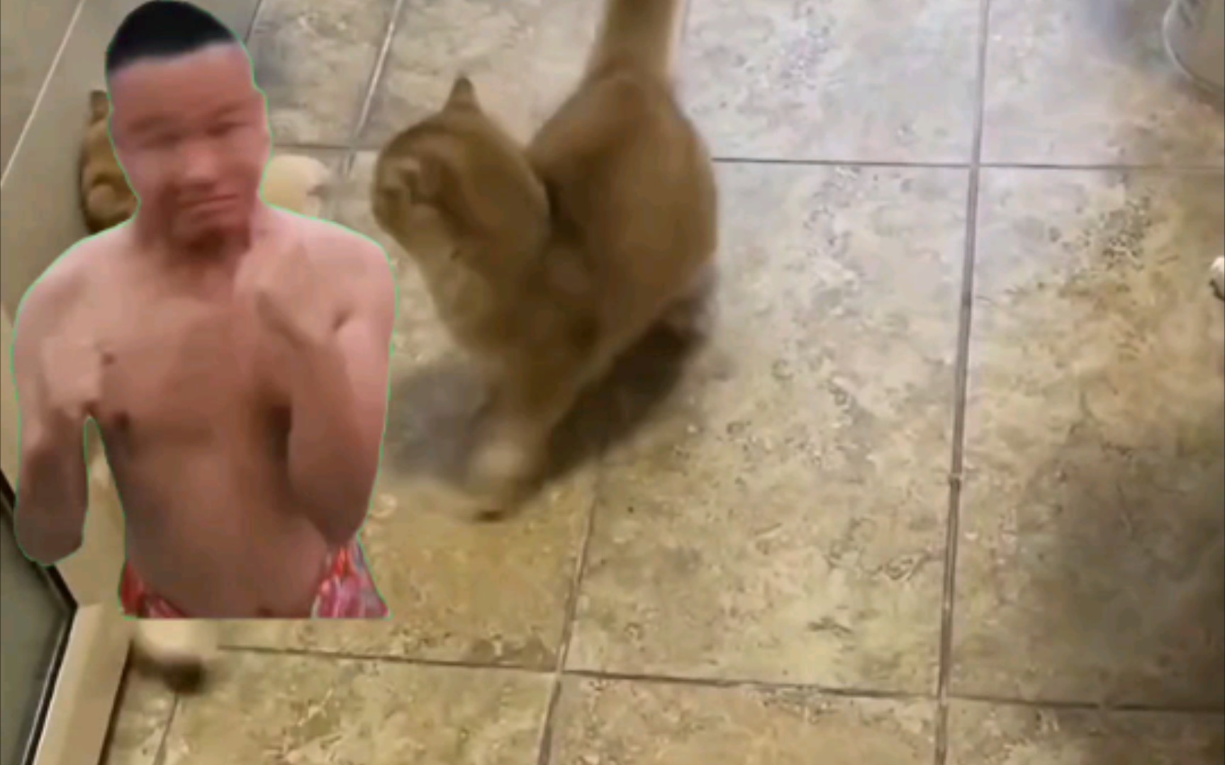 猫咪拳击手展示惊人的拳击技巧！