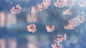 今日歌和明日歌 4affd0fc2ece2cf9cf957f724a510ee868d88a10.jpg@280w_158h_1c_100q.jpg