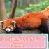 Facts About Red Panda