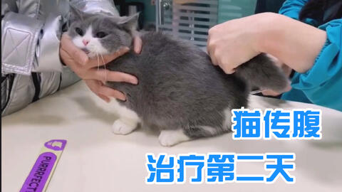 蓝胖子猫咪多少钱 4b0cc13c81e1bbe84483e8e1655c0e549119061a.jpg@480w_270h_1c