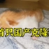 【大橘为重】中国首只全流程国产化克隆猫诞生