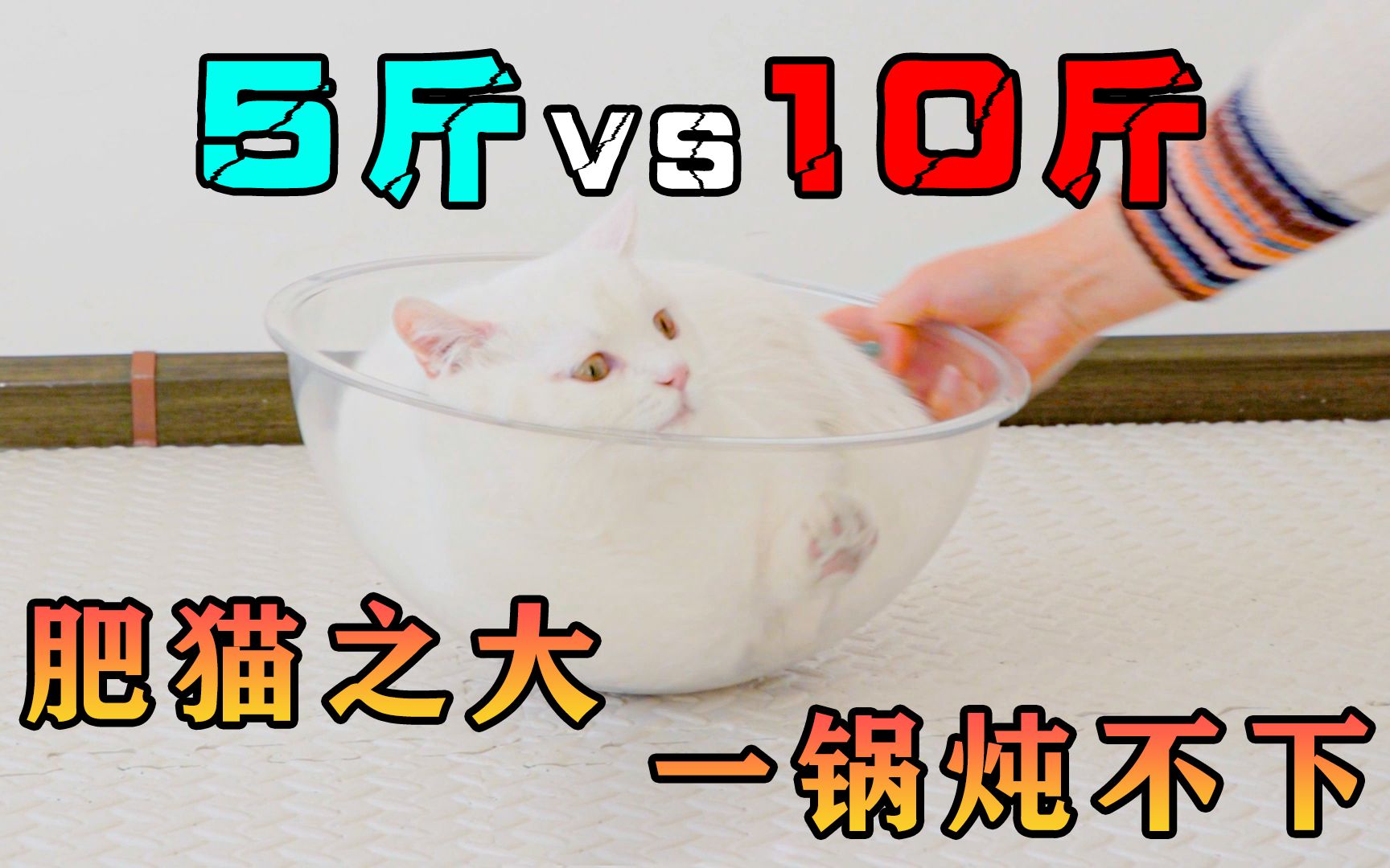 你知道5斤的猫和10斤的猫到底有啥区别吗？