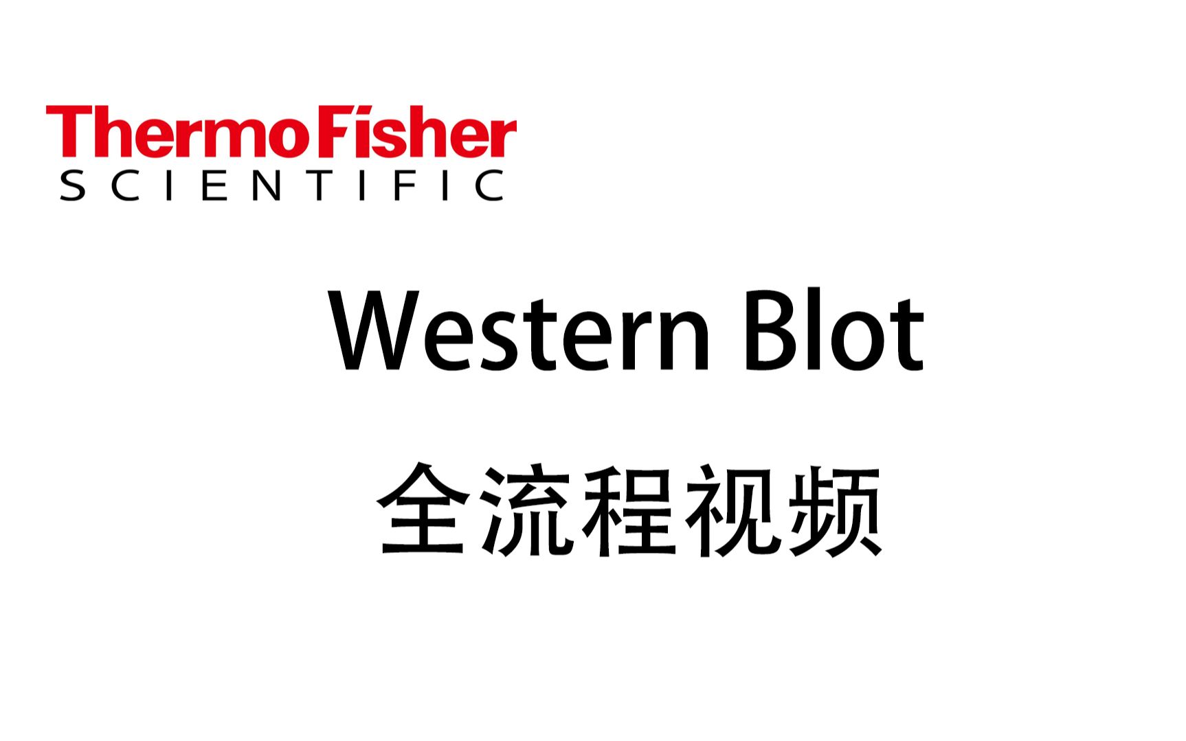 imagej western blot quantification