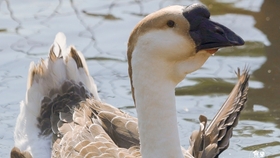 4b3e33070cf3320a36f0d7b444c829d6344fc4cb.jpg@280w_158h_1c_100q.jpg