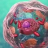 【Nucleus Biology】最好的细胞结构3D动画（中文字幕）