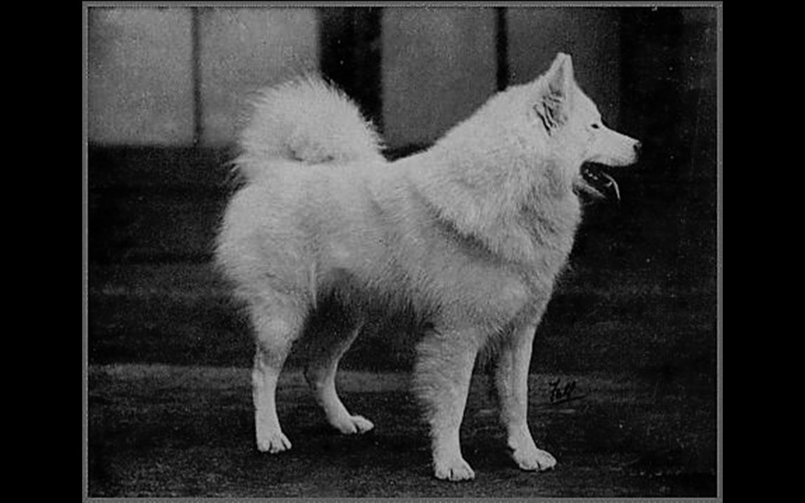 萨摩耶犬的发展历史