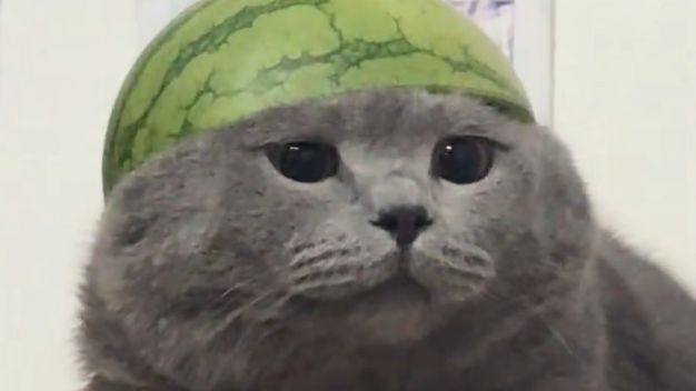 【动物配音】青春猪头良咪不会梦到安娜学姐