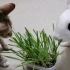 【猫猫兔兔】一起吃猫草吖
