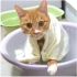 【kumiko】不怕水的猫你怕不怕！给小橘猫洗澡，洗洗更好吸！