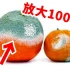 【显微镜】发霉的橘子放大1000倍能看到什么？