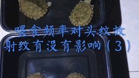 4b77d863ca535f3f63c76a8fe9660587f5ec0de4.jpg@280w_158h_1c_100q.jpg