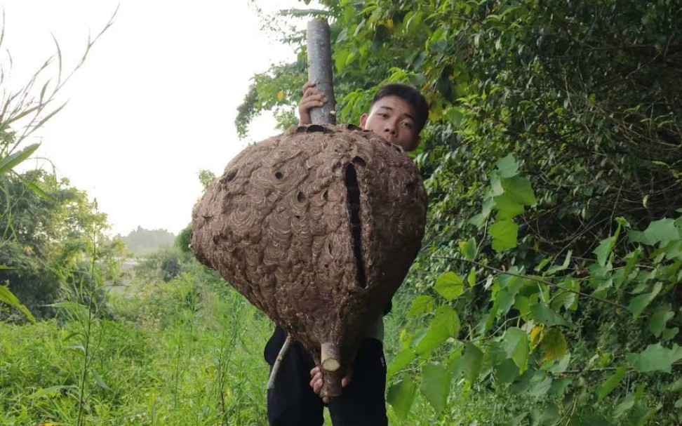 这么大的蜂包,是如何成长的?你知道吗?