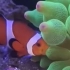 小丑鱼和它的共生奶嘴海葵，你看它还在吸奶嘴呢