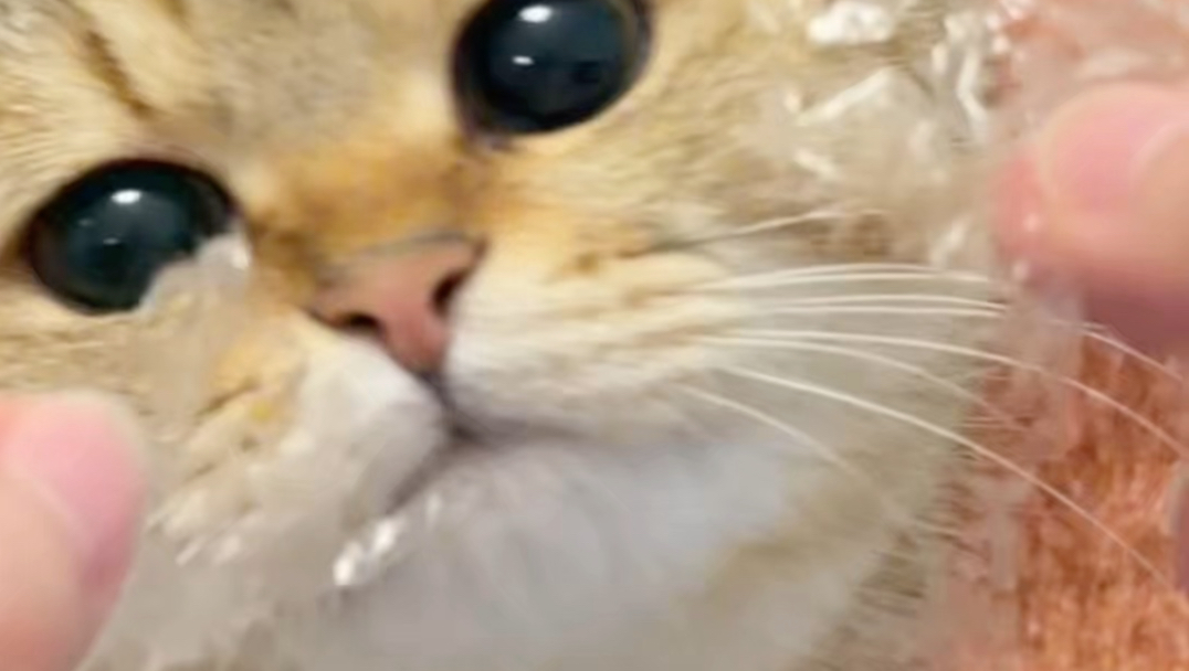 听说小猫爱吃米纸，给孩子也尝尝～