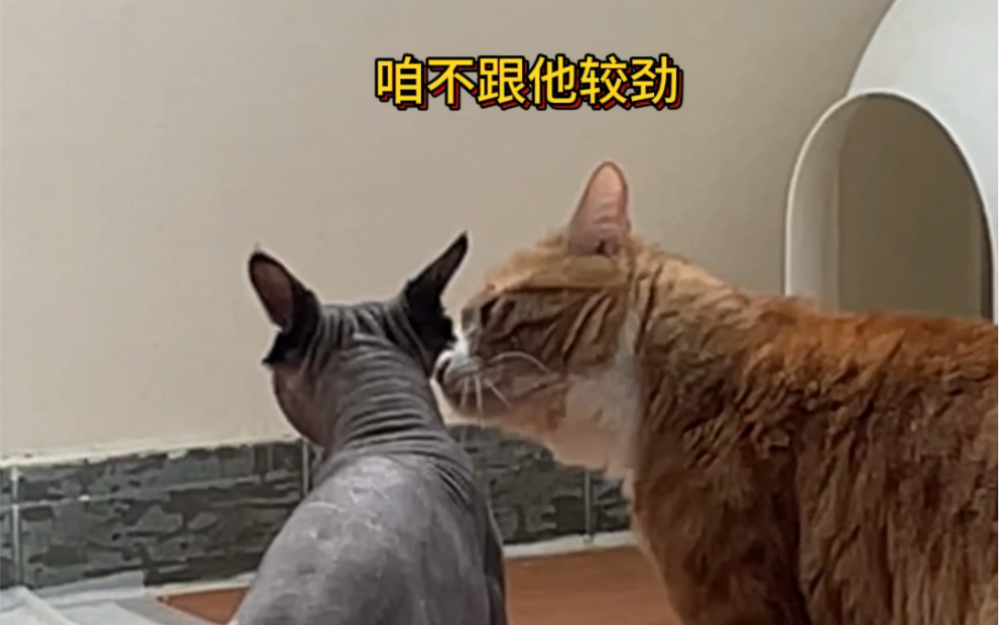 小猫咪竟然会劝架 Caesar Cat Caesar Cat 哔哩哔哩视频 9564