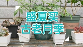 4b9a52f1c73da6608538ce68c57af79e53a6d984.jpg@280w_158h_1c_100q.jpg