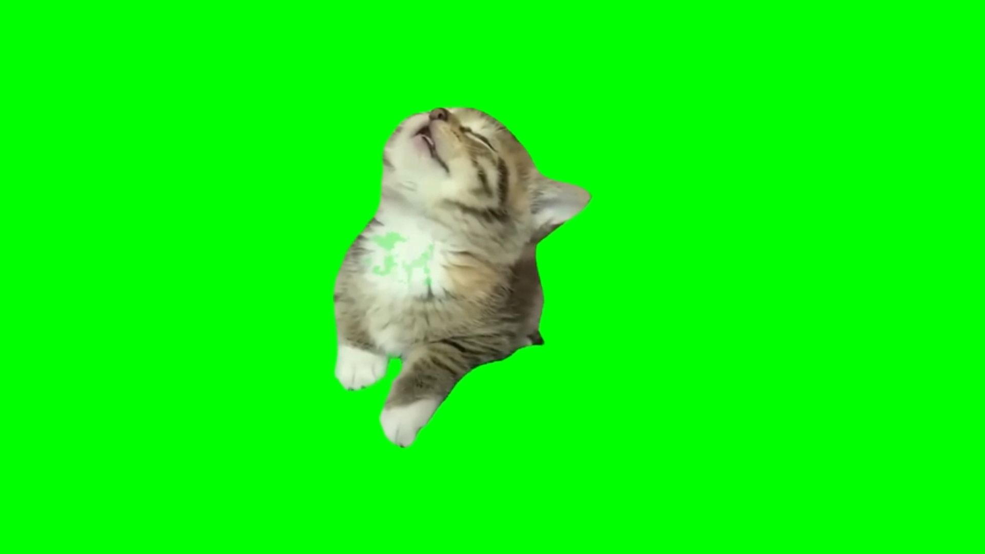 【高清无水印】打瞌睡可爱小奶猫猫meme绿幕素材30秒