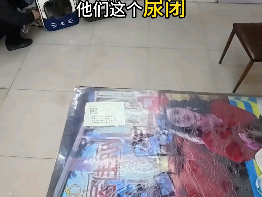 乡村兽医修猫修狗的一天