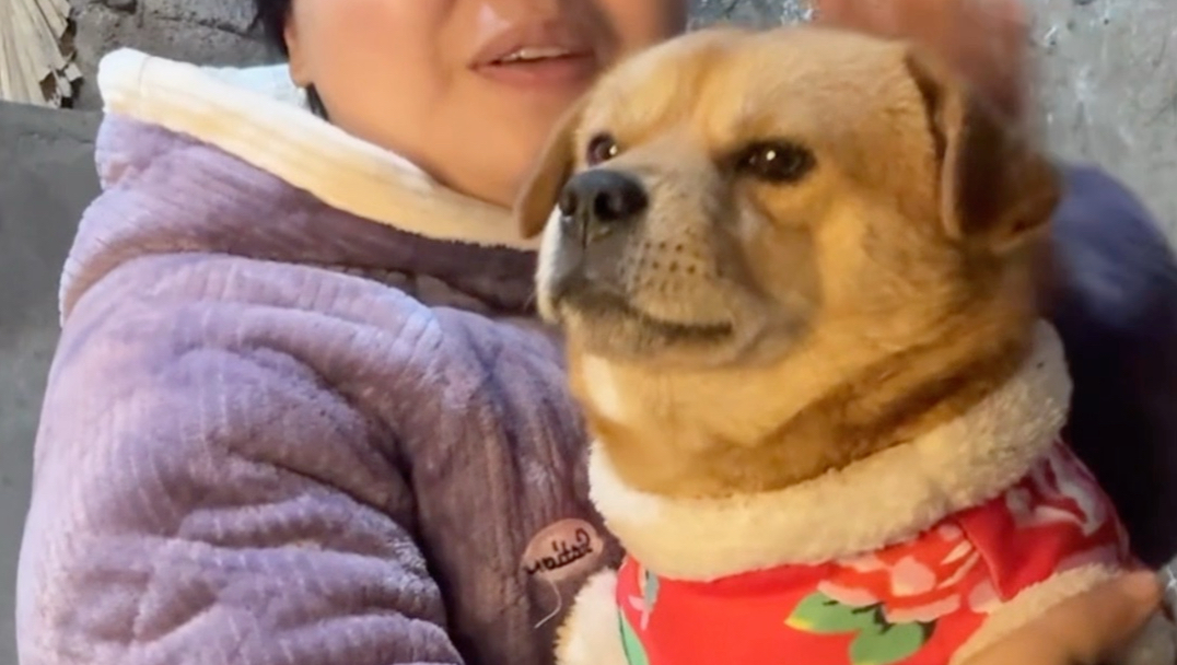狗