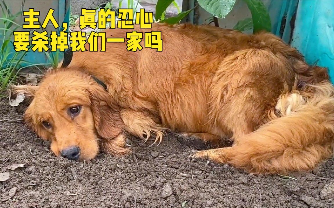 狗狗怀孕被卖狗肉馆，哭着刨坑埋葬自己，800救下给它一个家