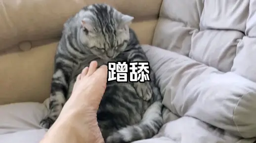 包包来,顺便帮我把脚也舔了。