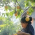 【黄桃】挂一盏观花月影灯，正配这一整桌的黄桃小食