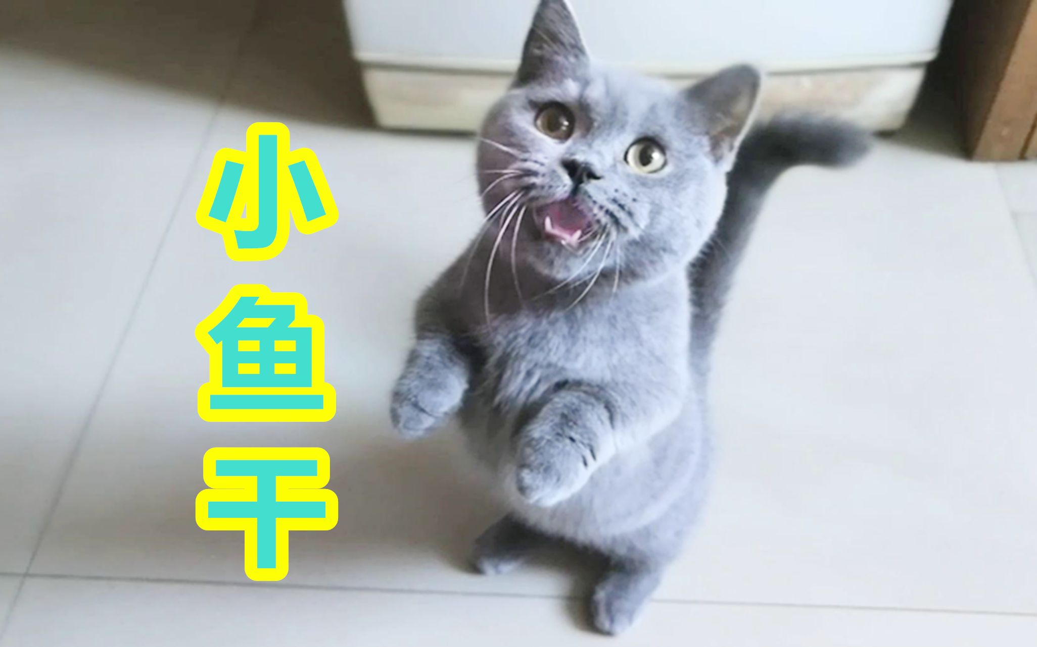 人类无法承受之卡哇伊,大概是最好听的猫叫声,要饭饭喵