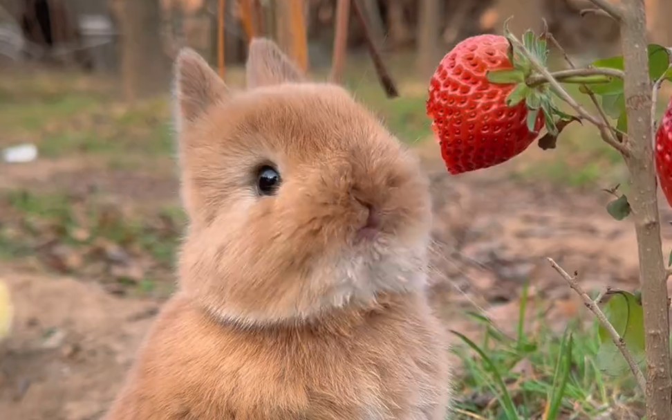 小兔子吧唧吧唧吃草莓！