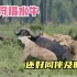 水牛被狮群围攻，幸好同伴及时赶来，团结水牛连狮子都不敢招惹！