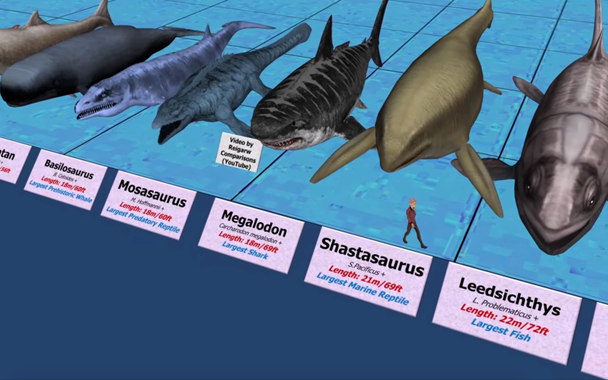 海洋怪兽大小比较｜比蓝鲸还长？