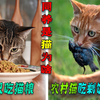 同样是猫，为啥农村猫吃剩饭剩菜，怎么就城市非猫粮不吃