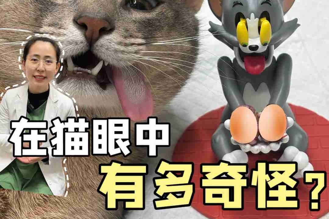 带猫去做绝育，在猫眼中有多奇怪？