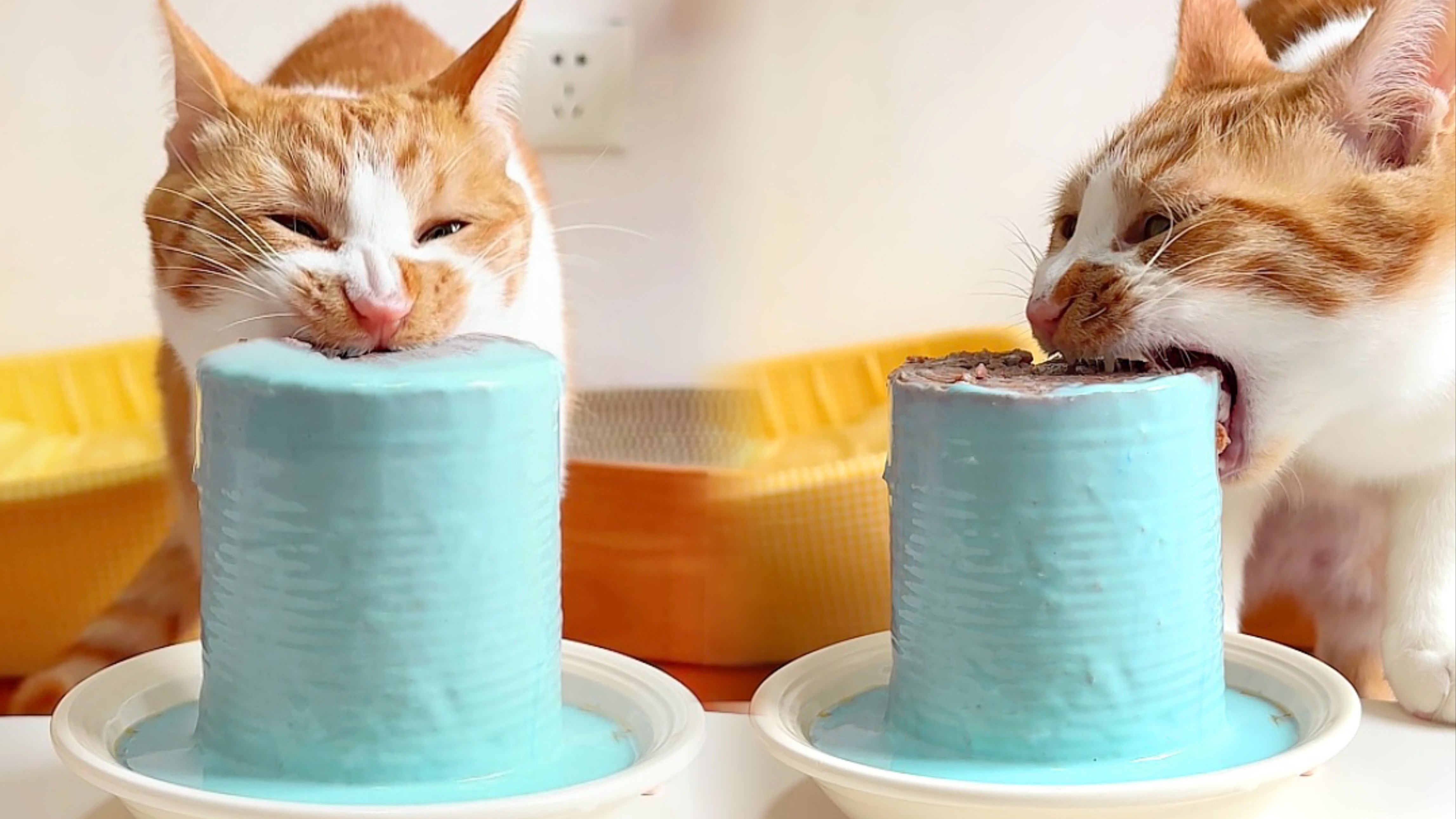 沉浸式啃罐🥫薄荷地雷子 堪比清凉油?🫣