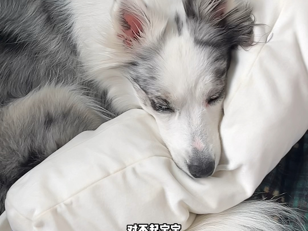 符合狗体工学啦～