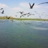航拍中国最大淡水湖100万候鸟迁徙，全世界95%的白鹤都在这里？