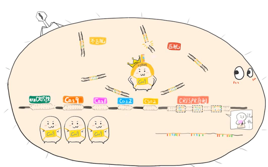 都是怎么回复：五分钟看懂拿下诺奖的CRISPR Cas9是个什么来头[首次更新]的第1张示图