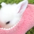 萌宠视频_ 小小的侏儒兔太可爱, 困在窝里出不来。