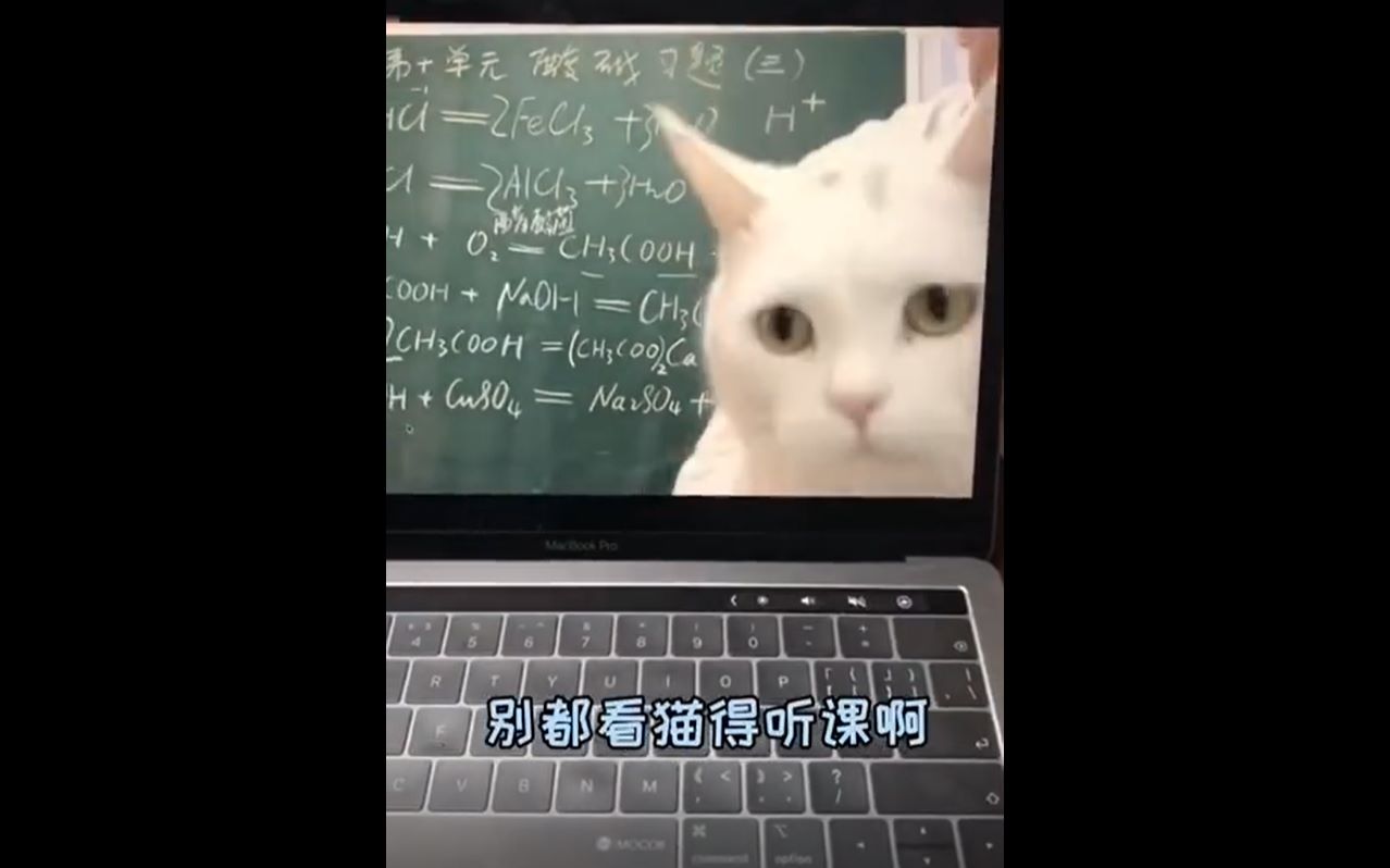 化学老师上课是为了炫耀猫？？？