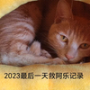 别看它上午吃了亏，晚上就忘掉了，又往外跳