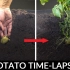 土豆在地下3个月的成长过程
