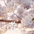 桜にほんご 北海道樱花海 日本樱花鉴赏
