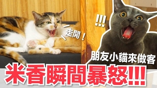 4d4992e4a3a27e790f548c4474b3253d0d5a6540.jpg@310w_174h_1c_100q.jpg