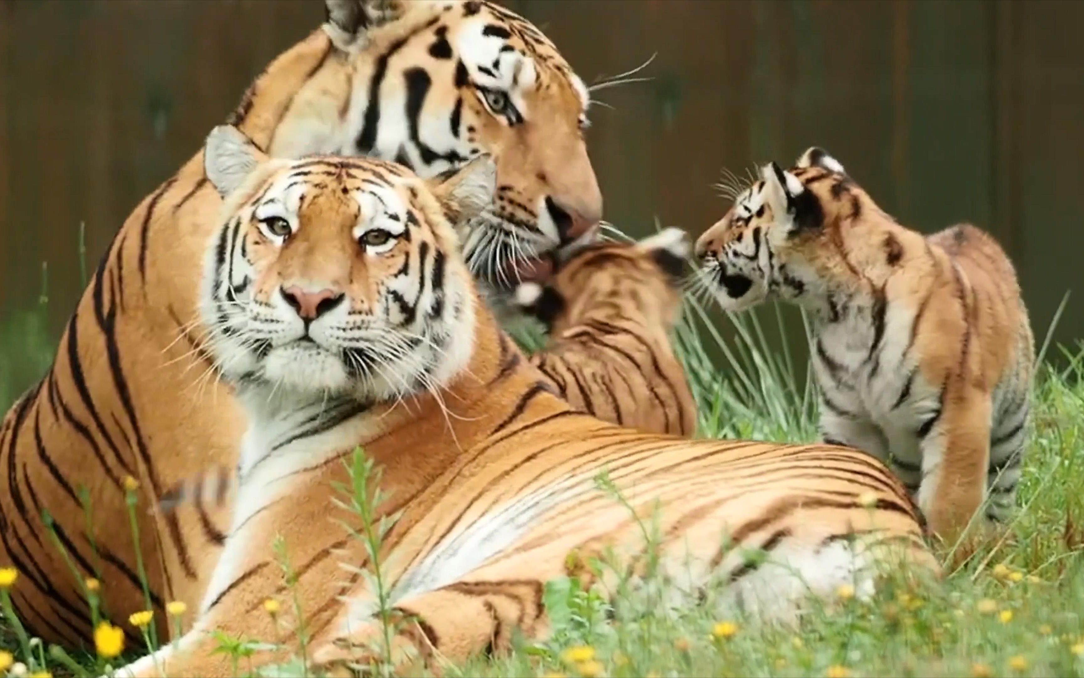 小老虎：“爸爸妈妈在我身边！”相亲相爱一家虎