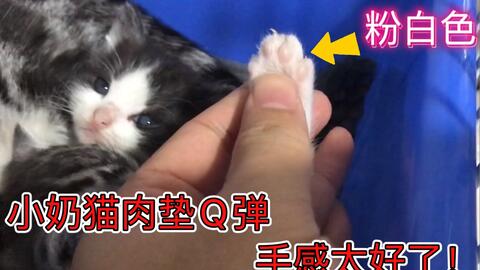 嘬嘬是什么 4d7daf72629b5f993e10172496265d93c831e42f.jpg@480w_270h_1c